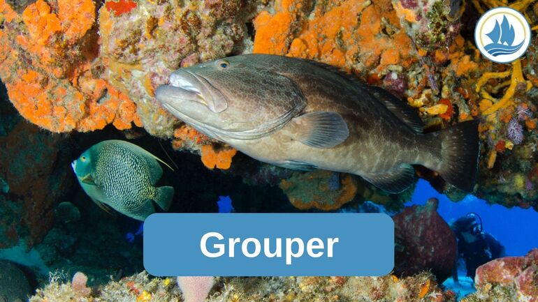 Getting to Know Grouper
